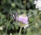 D8C 4963c