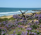 D8C 5098a  Carlsbad, CA
