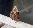 D8C 5415g