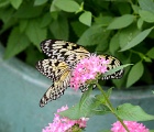 D8C 5439c