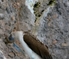 Blue-footed booby