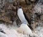 Blue-footed booby