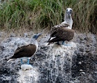Blue-footed boobies