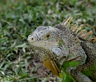 Iguana