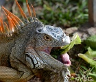 Iguana