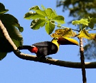 Toucan