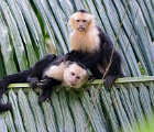 Capuchin monkeys