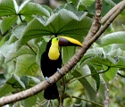Toucan