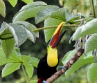 Toucan