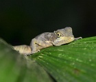Jesus Lizard
