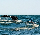 Whale and dolphin