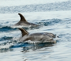 Dolphins