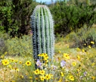 Desert blooming