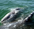 Whale calf and mom