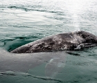 Whale calf
