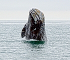 Breeching whale