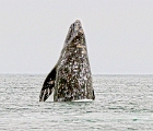 Breeching whale