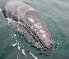 Gray whale calf