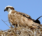 Osprey