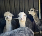 Alpacas