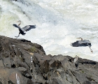 Blue herons