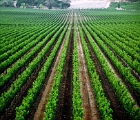 Napa vinyard  Napa vineyards