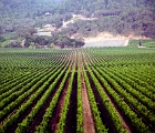 Napa vineyard  Napa vineyards