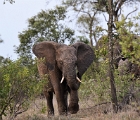 Donald Trunk