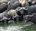Water buffalo