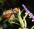 Butterflies  Butterfly