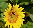 Sunflower and bees
