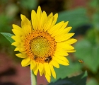 Sunflower and bees